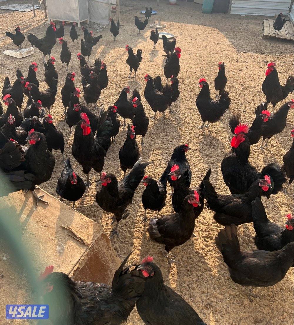 للبيع بيض الدجاج العربي العراقي2