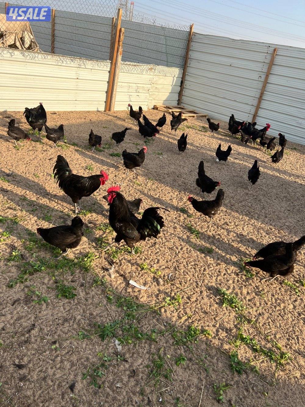 للبيع بيض الدجاج العربي العراقي3