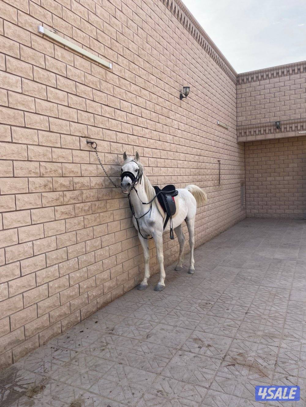 تأجير خيول عربيه2