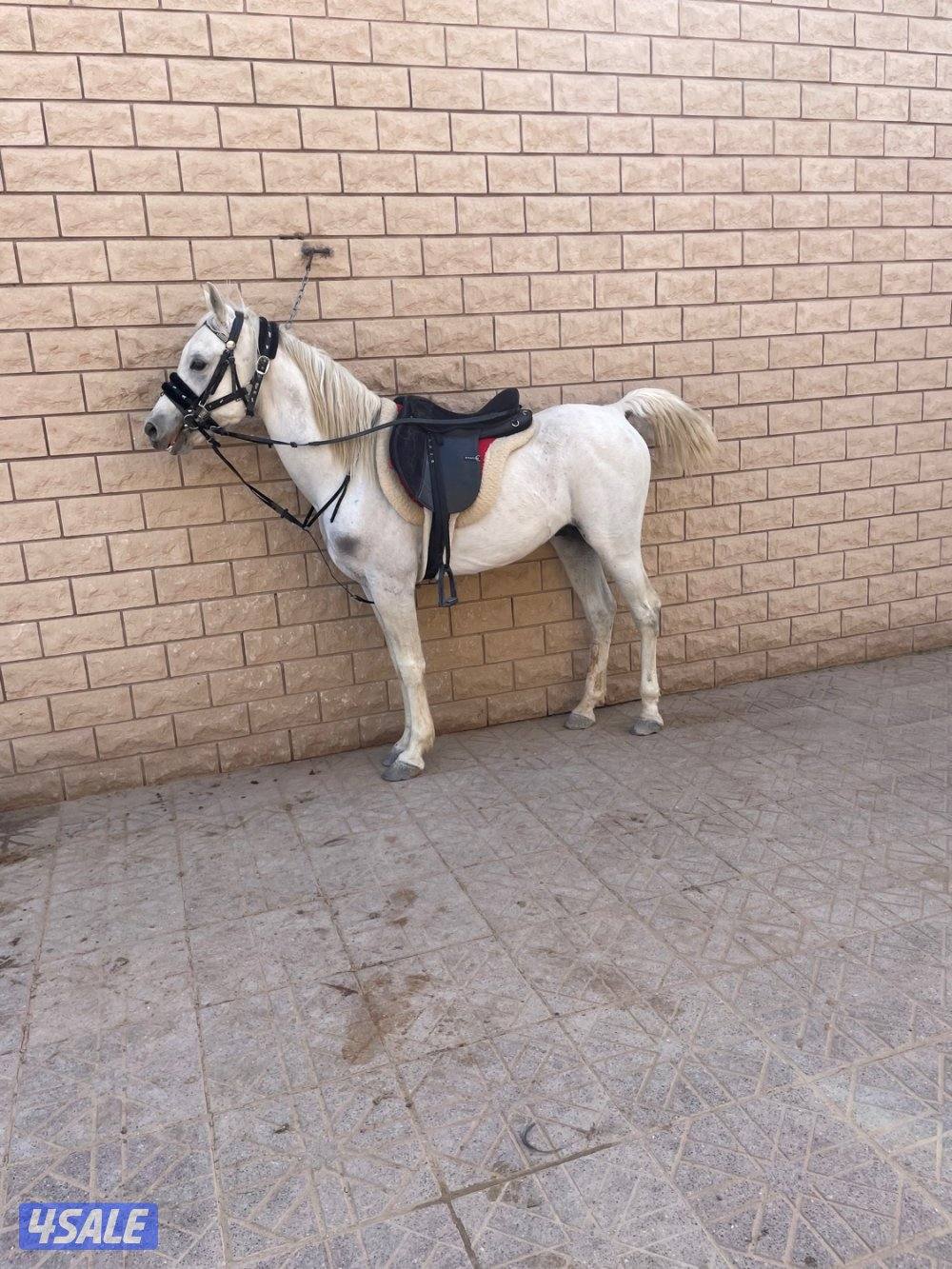 تأجير خيول عربيه0