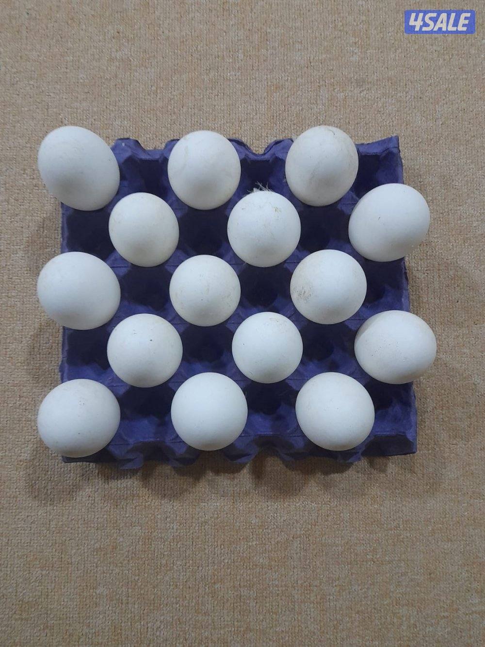 للبيع بيض وز كندي للتفريخ + وز كندي0