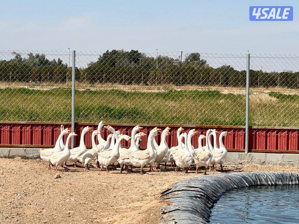 للبيع بيض وز كندي للتفريخ + وز كندي1