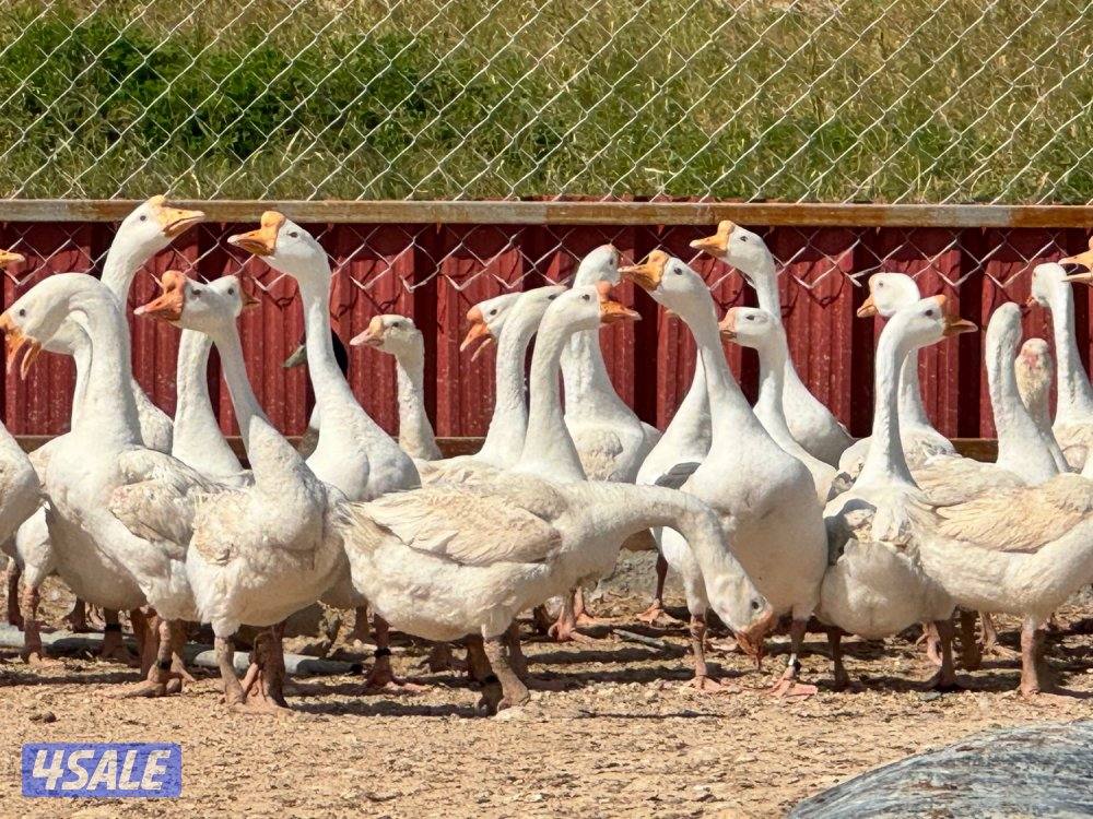 للبيع بيض وز كندي للتفريخ + وز كندي2