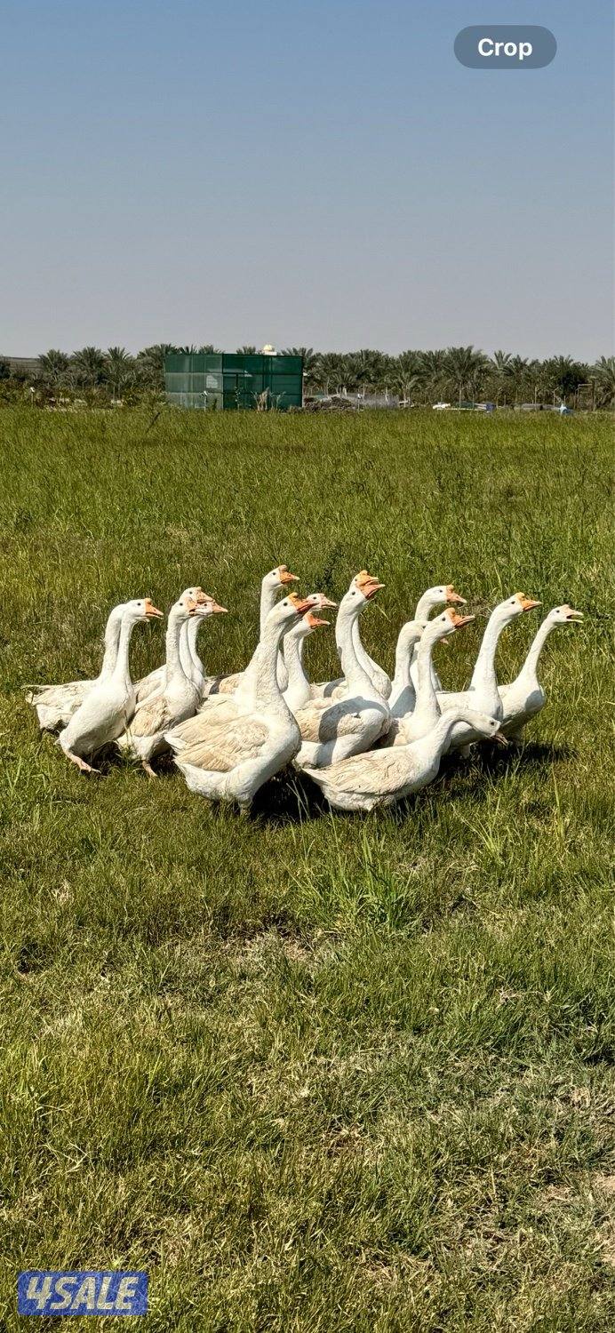 للبيع بيض وز كندي للتفريخ + وز كندي3