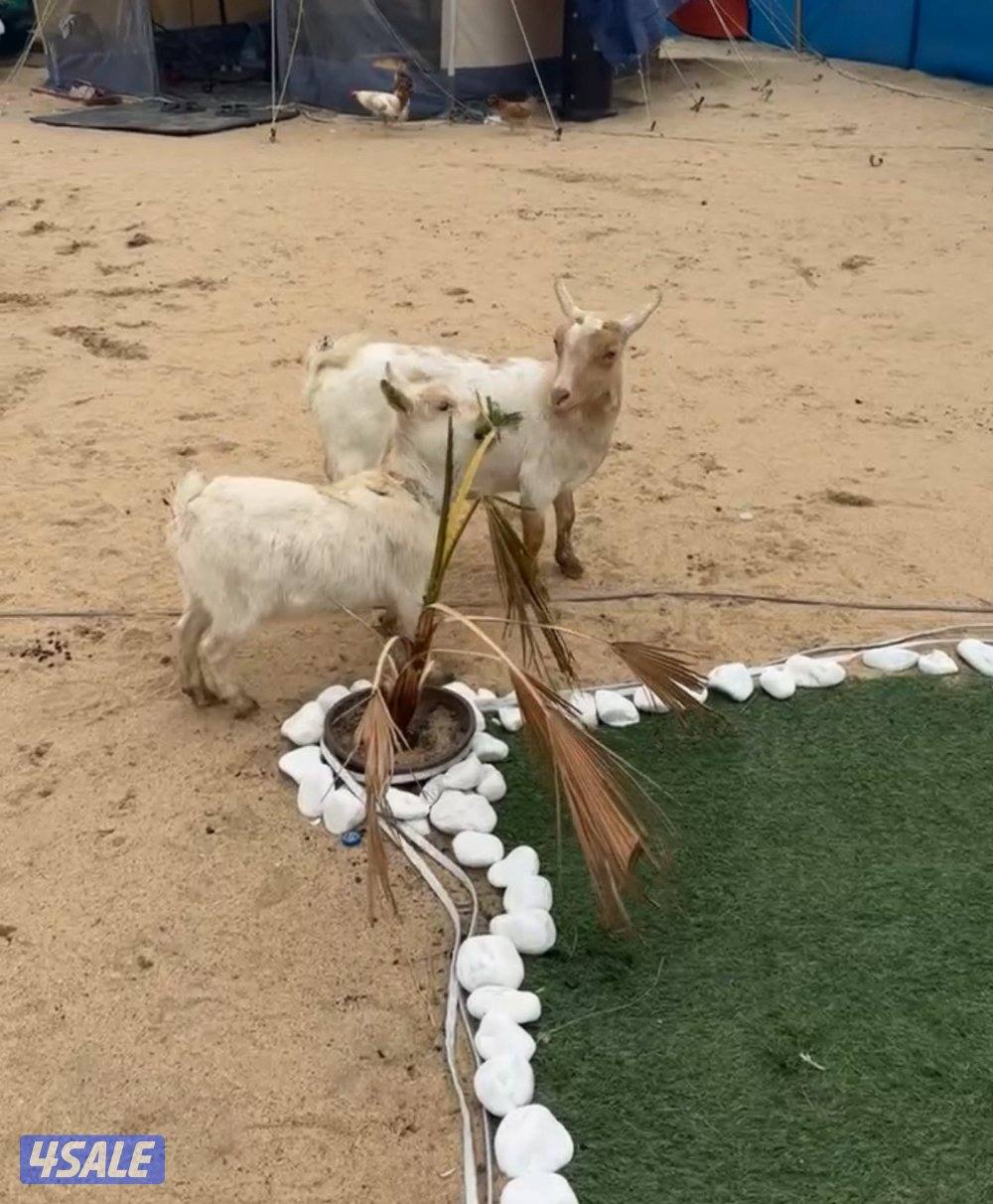 جيكيات جيكي مكس عدد ٢0