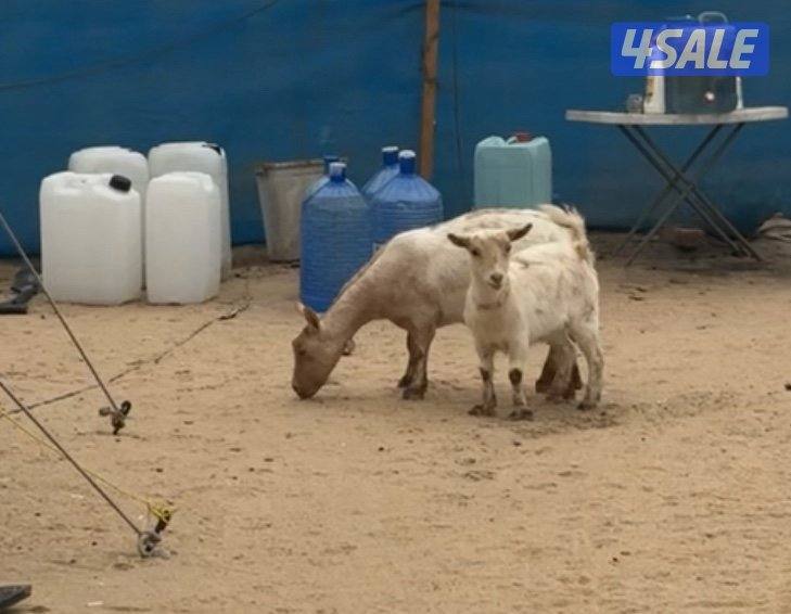 جيكيات جيكي مكس عدد ٢1