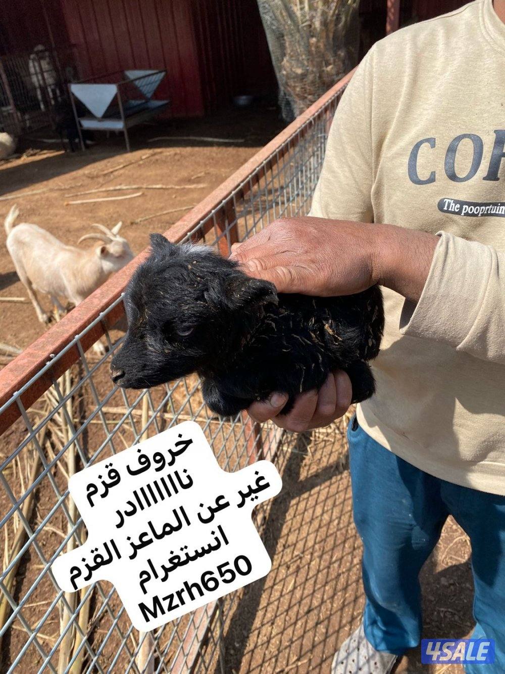 الماعز القزم7