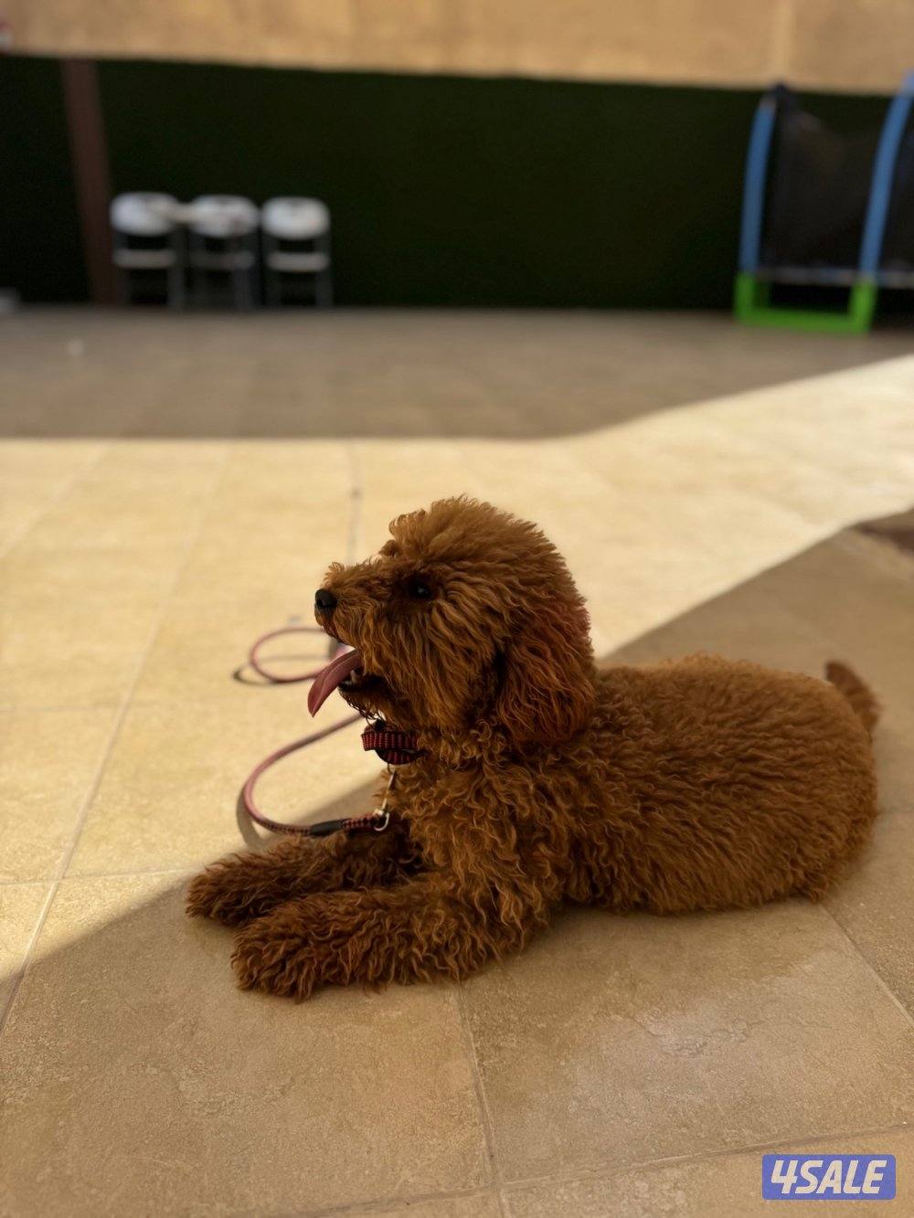 فندقه للقطط والكلاب1