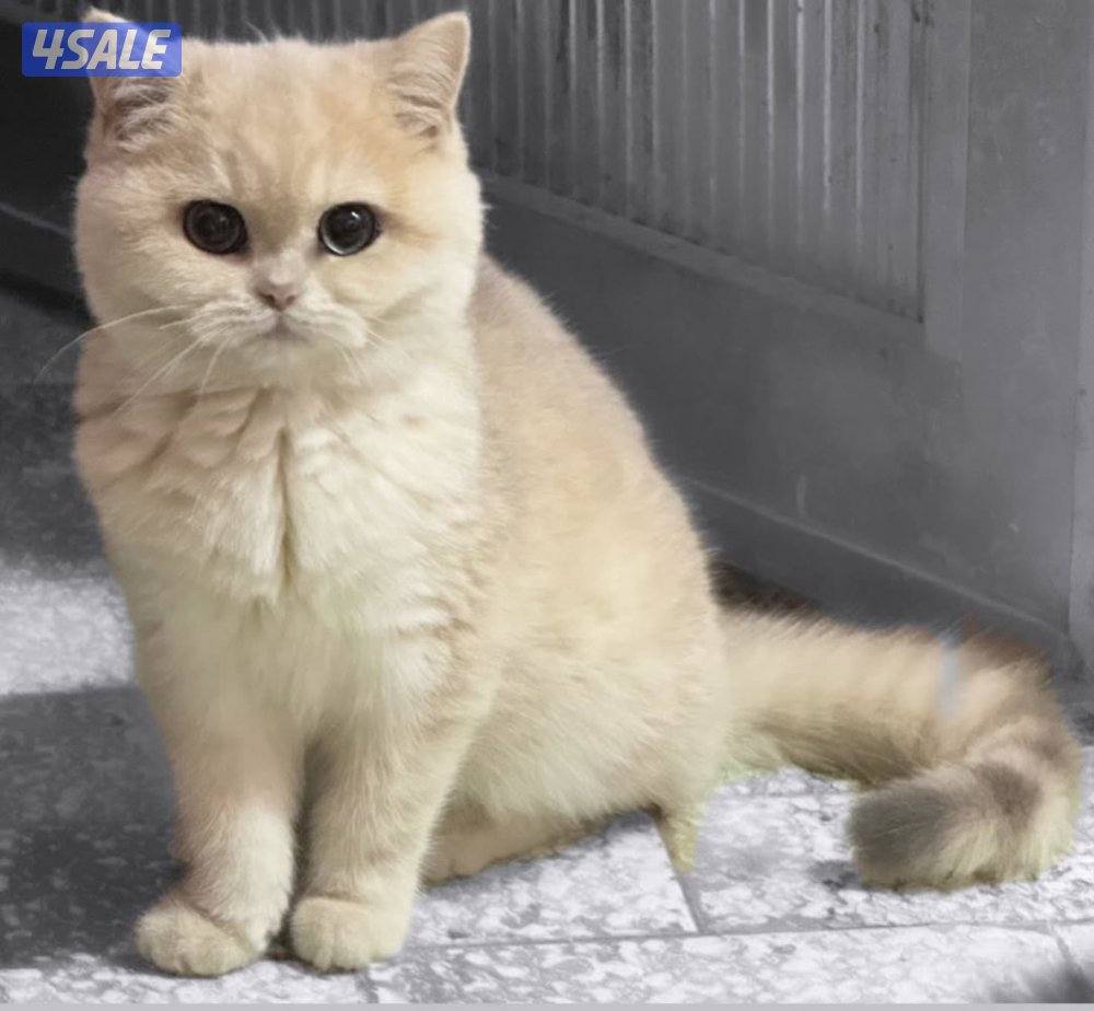 فندقه للقطط والكلاب2