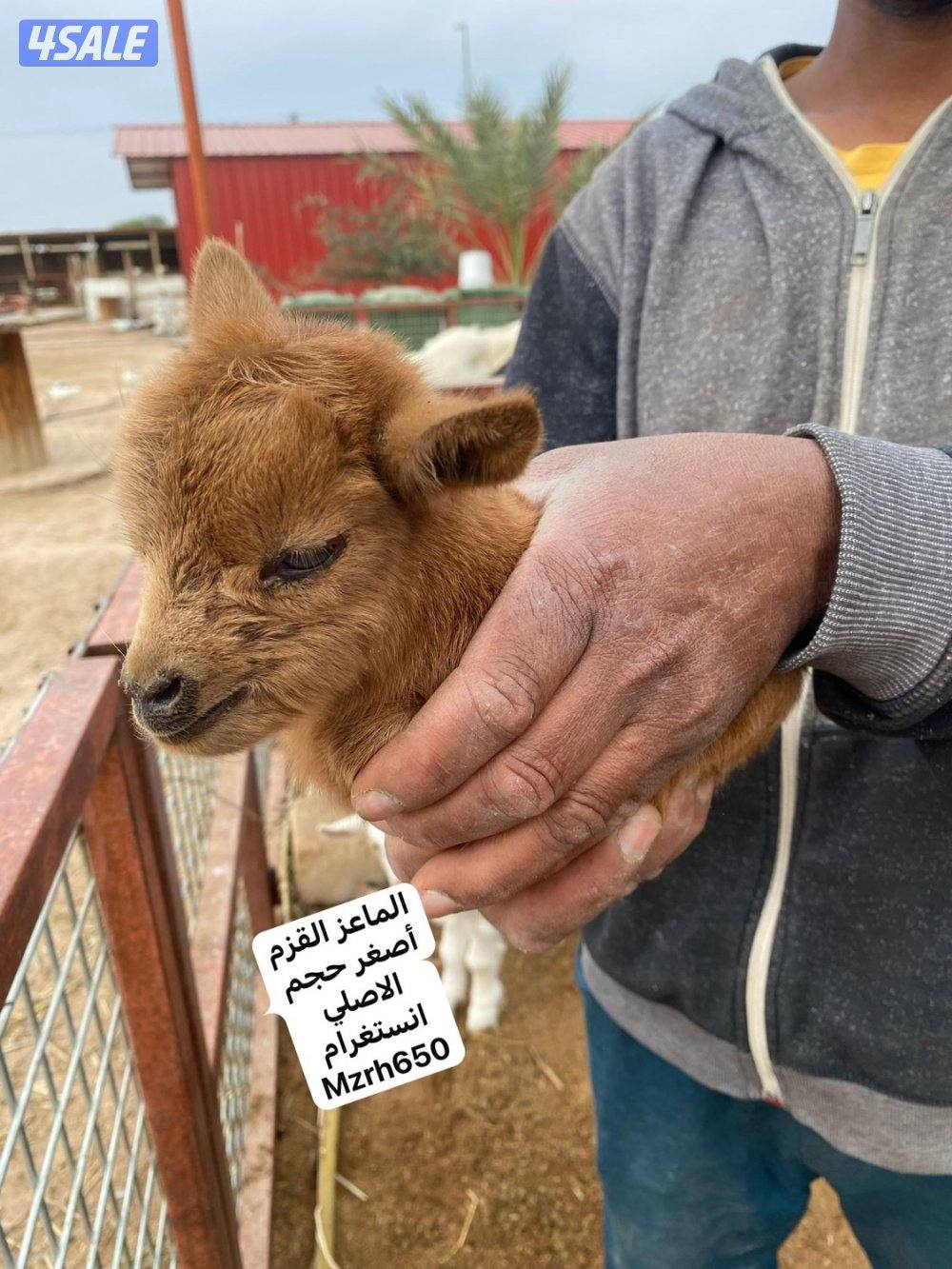 الماعز القزم2