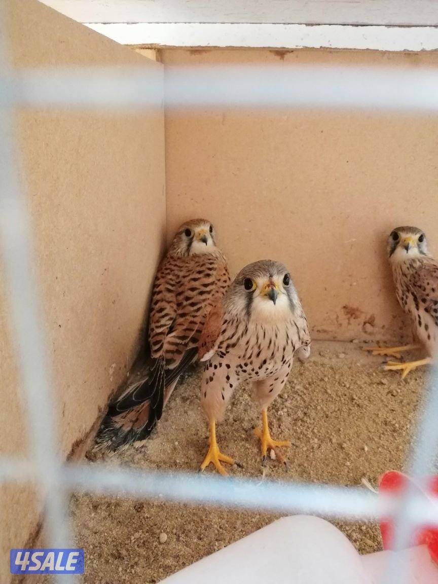 للبيع صقور صغيره4