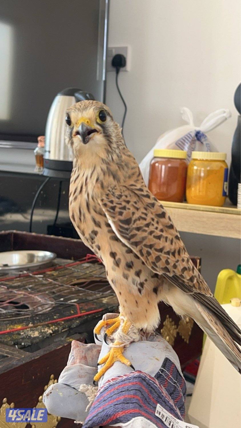 البيع طير حر0