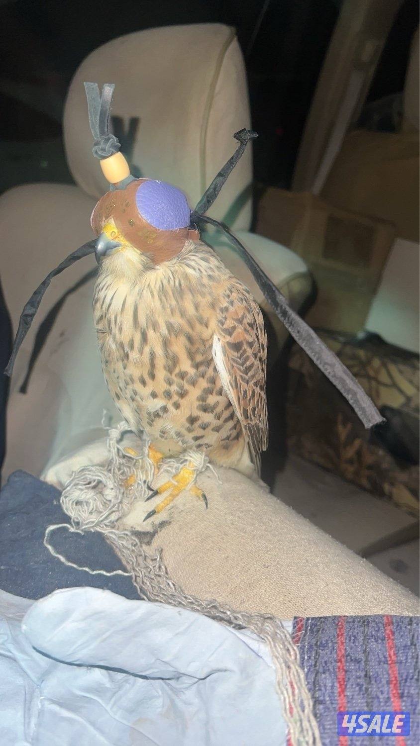 البيع طير حر1