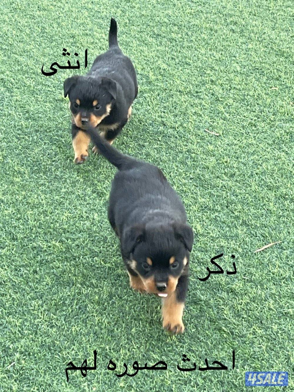 للبيع جراوة روت وايلر العمر 50 يوم مطعمين ومعاهم دفاتر تطعيم من سلاله0