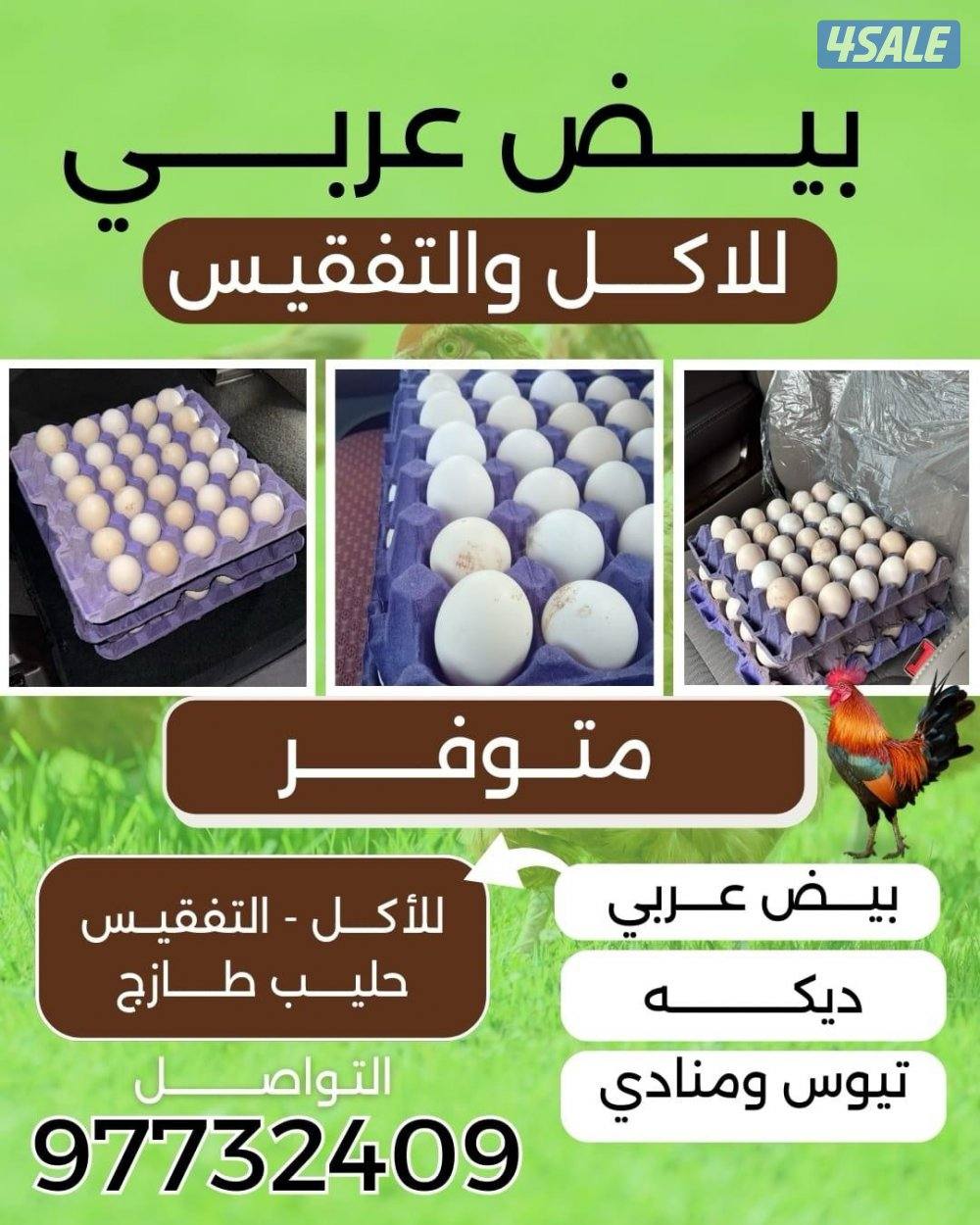 بيض عربي للبيع  في كبد و يوجد حليب طازج و تيوس منادي و فري و بيض فري0