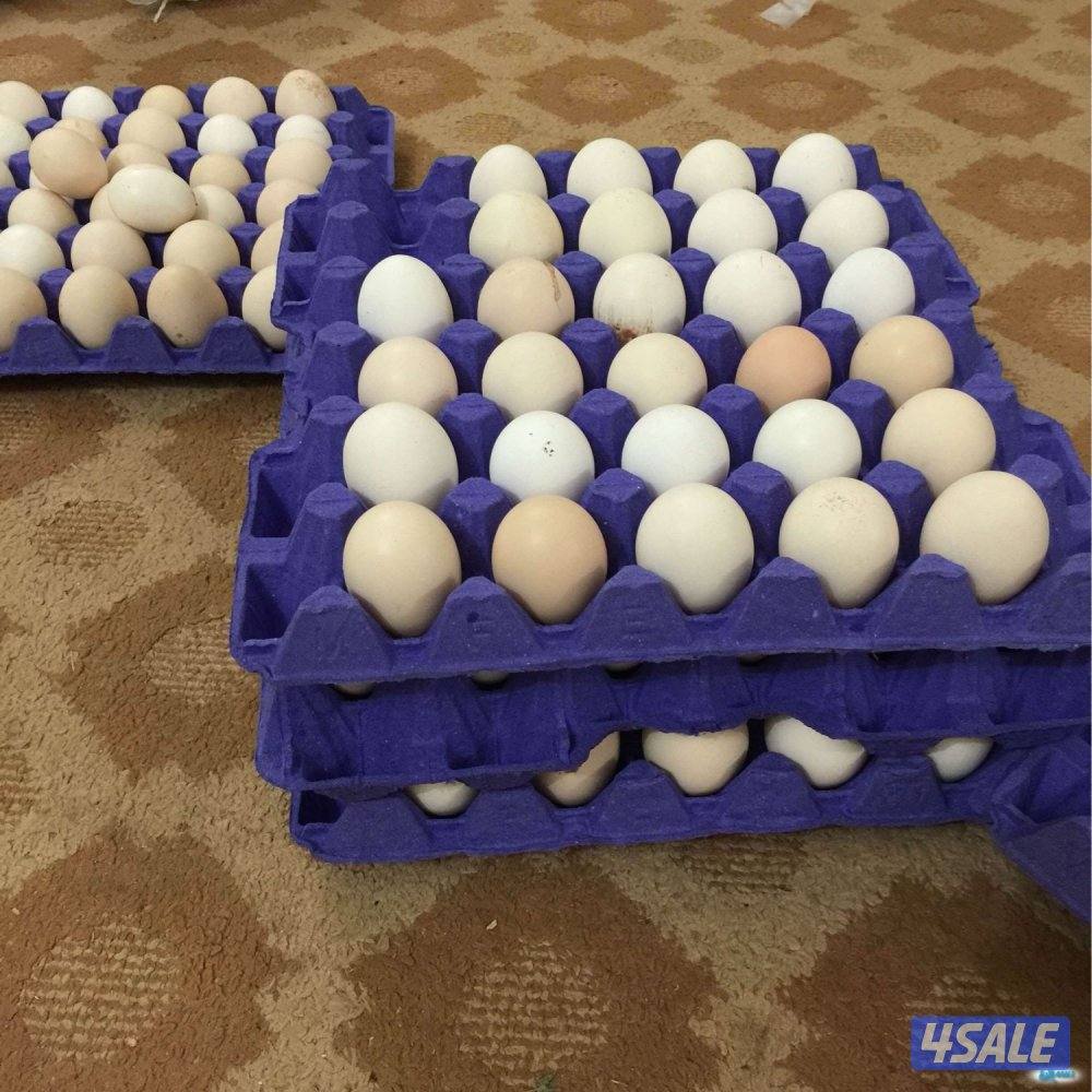 بيض عربي للبيع  في كبد و يوجد حليب طازج و تيوس منادي و فري و بيض فري1