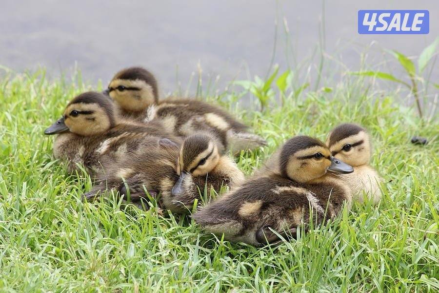 فروخ بط خضاري1