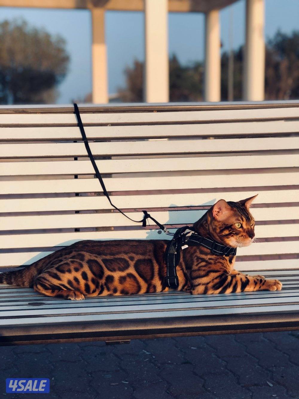 Exotic Russians bengals kittens for sales in rare colors0