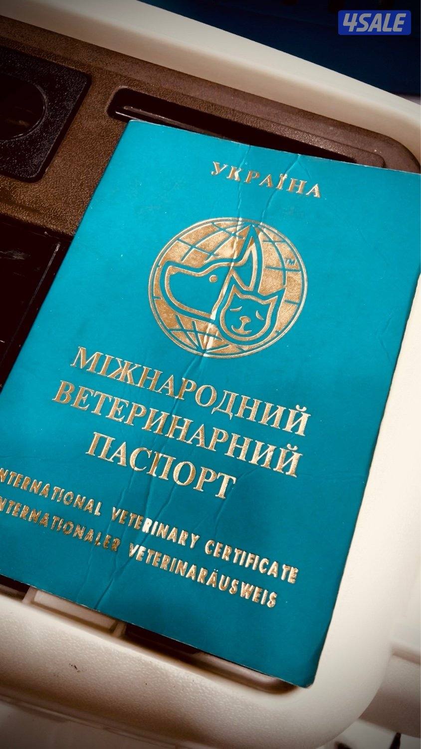 Exotic Russians bengals kittens for sales in rare colors2