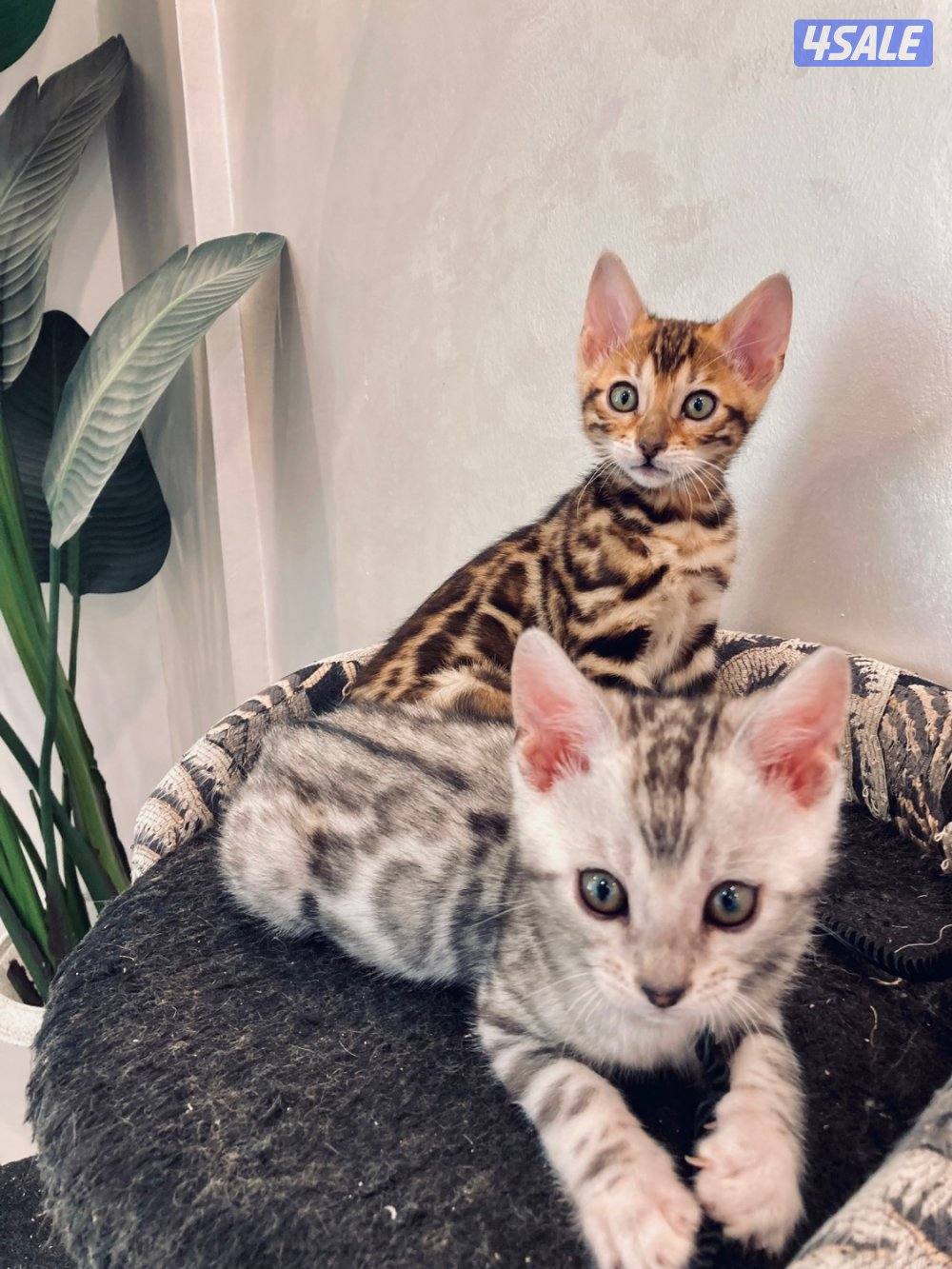Exotic Russians bengals kittens for sales in rare colors3