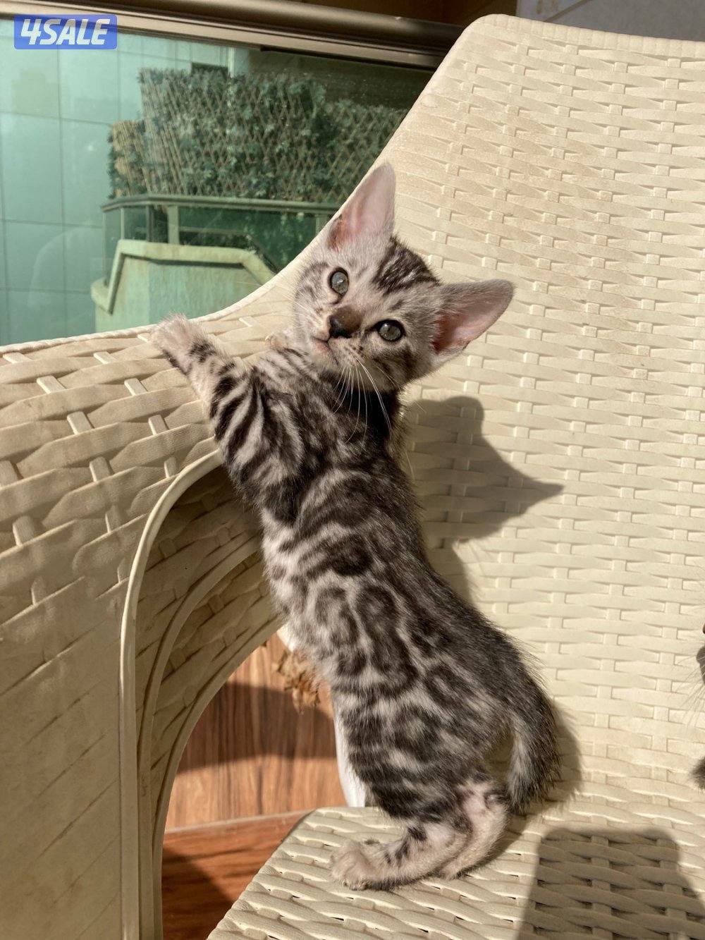 Exotic Russians bengals kittens for sales in rare colors4