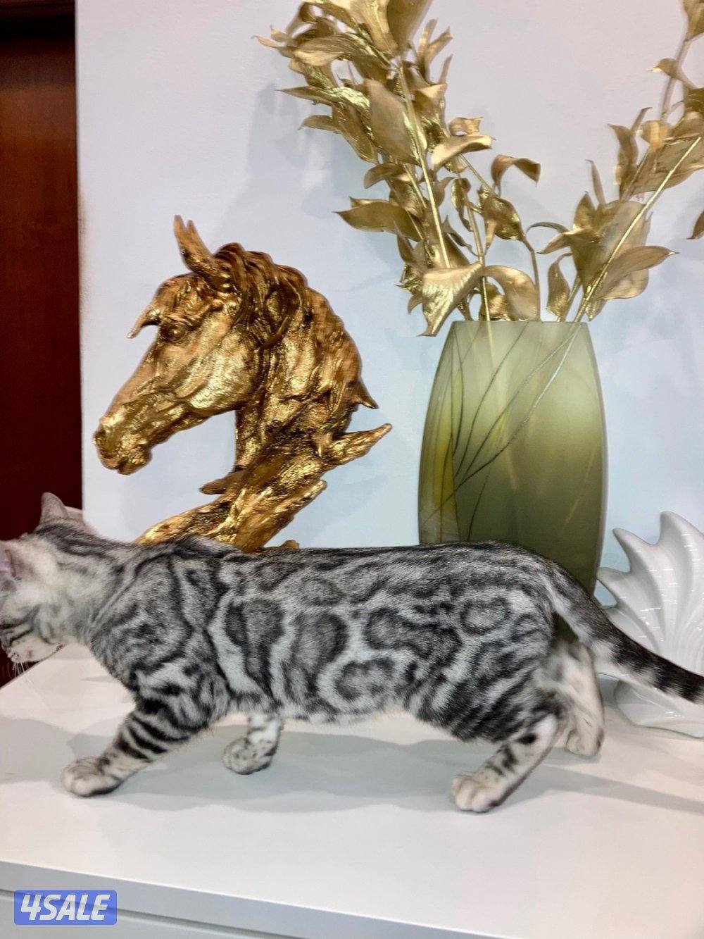 Exotic Russians bengals kittens for sales in rare colors7