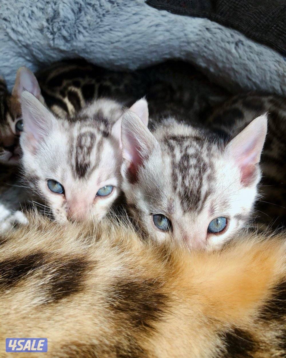 Exotic Russians bengals kittens for sales in rare colors8