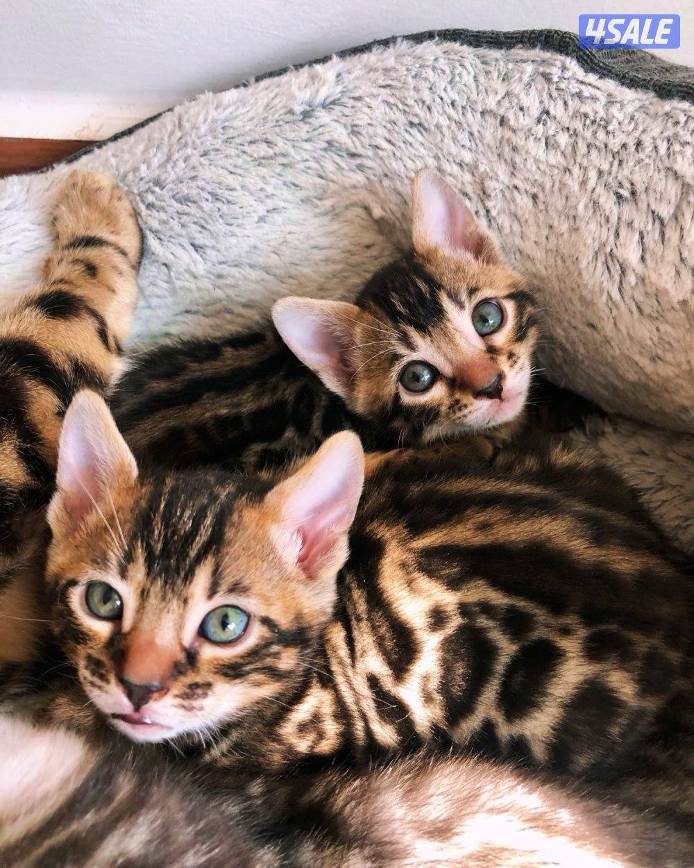 Exotic Russians bengals kittens for sales in rare colors9