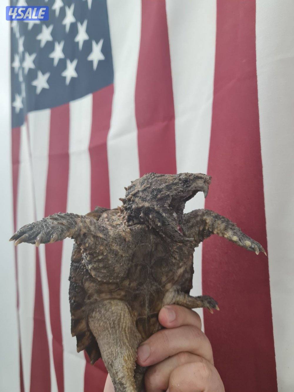 للبيع سلاحف نهاشة0