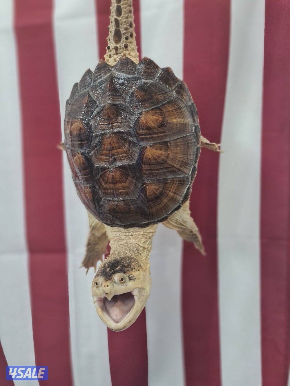 للبيع سلاحف نهاشة1