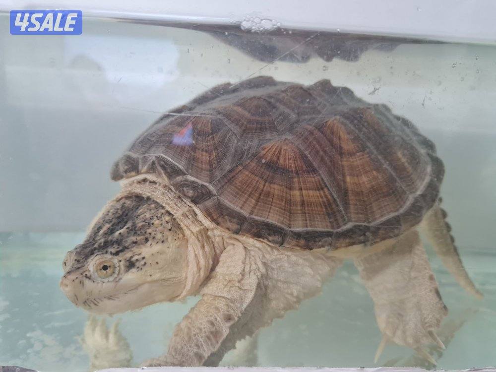 للبيع سلاحف نهاشة2