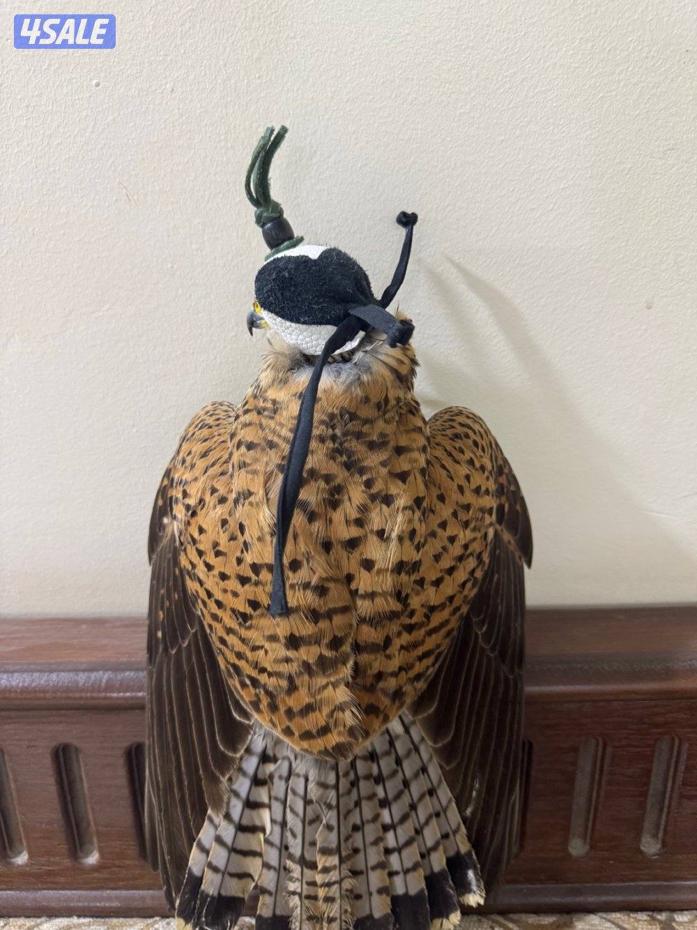 طير حر صغير للبيع1