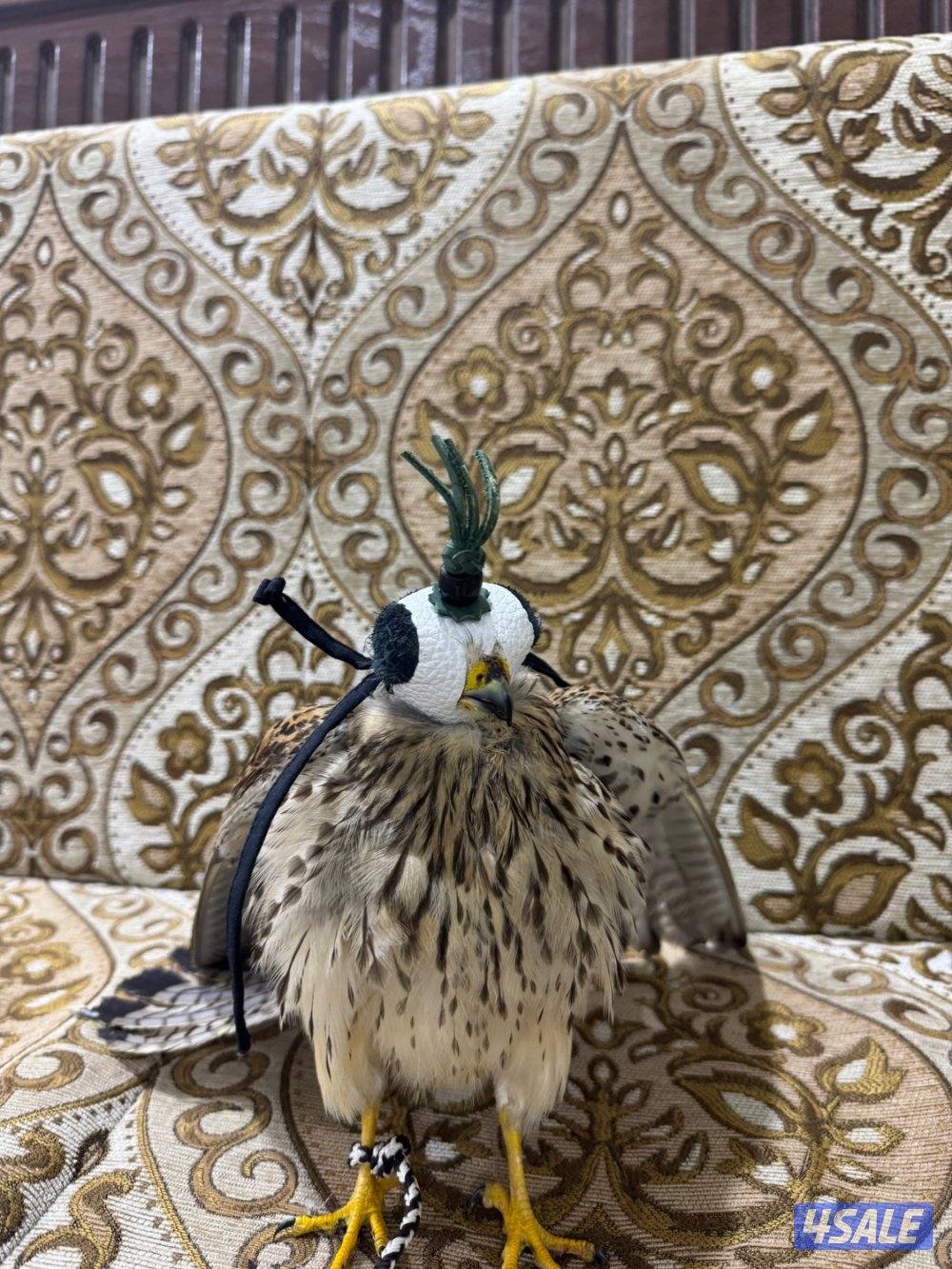 طير حر صغير للبيع2