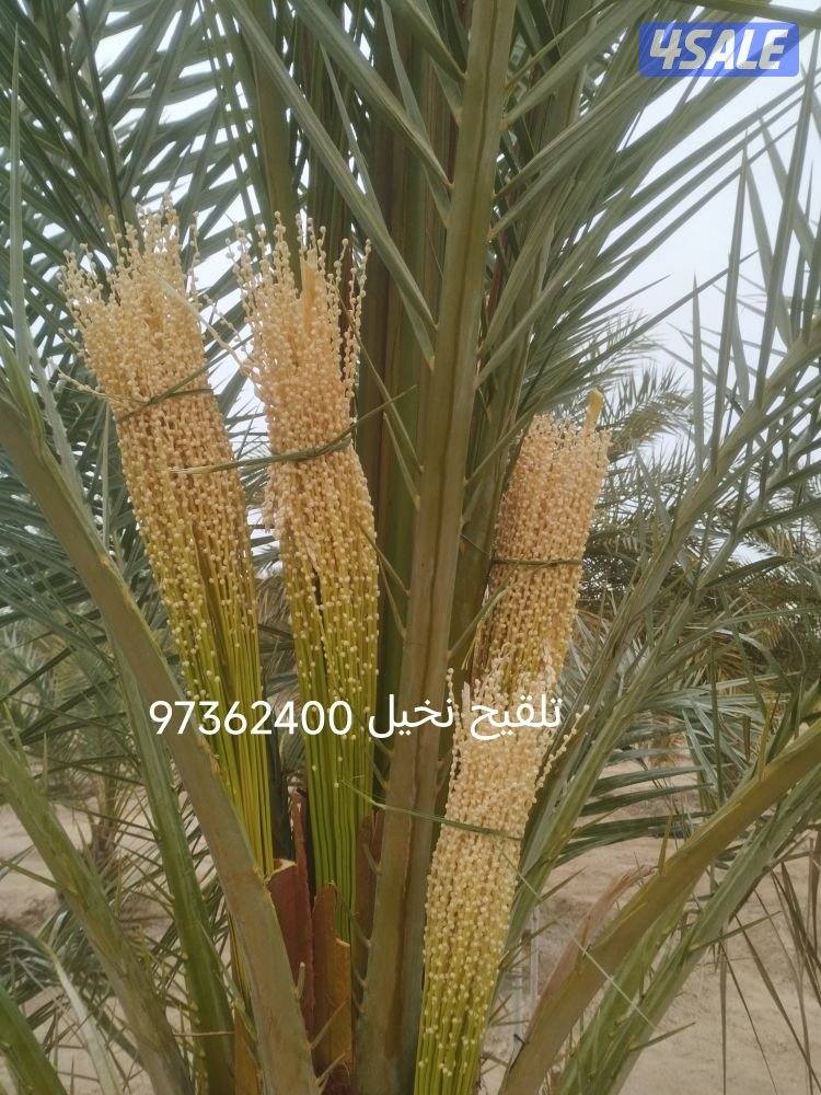 تنسيق حدائق وتنظيف وتكريب نخيل تلقيح نخيل1