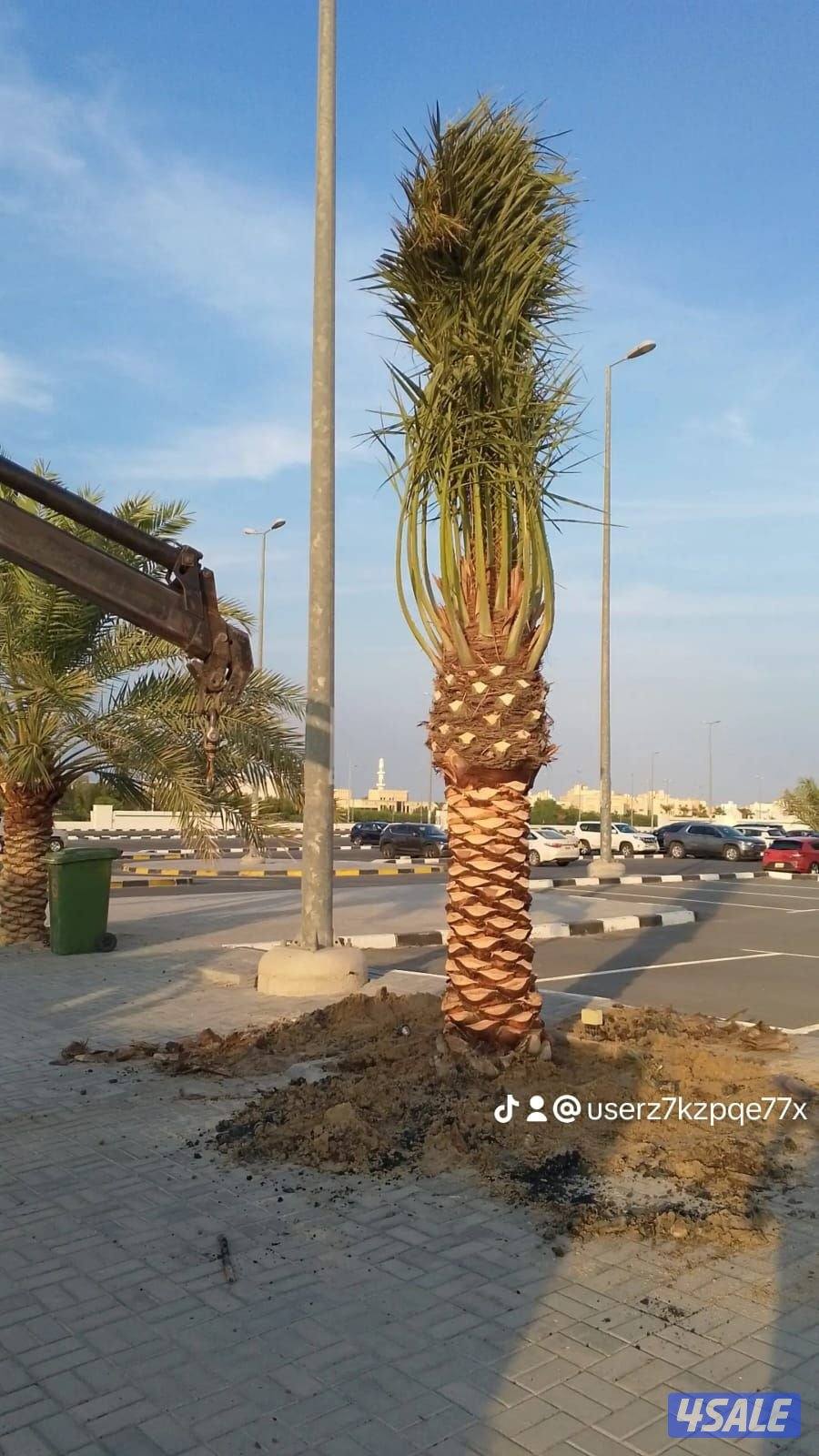 تنسيق حدائق وتنظيف وتكريب نخيل تلقيح نخيل2