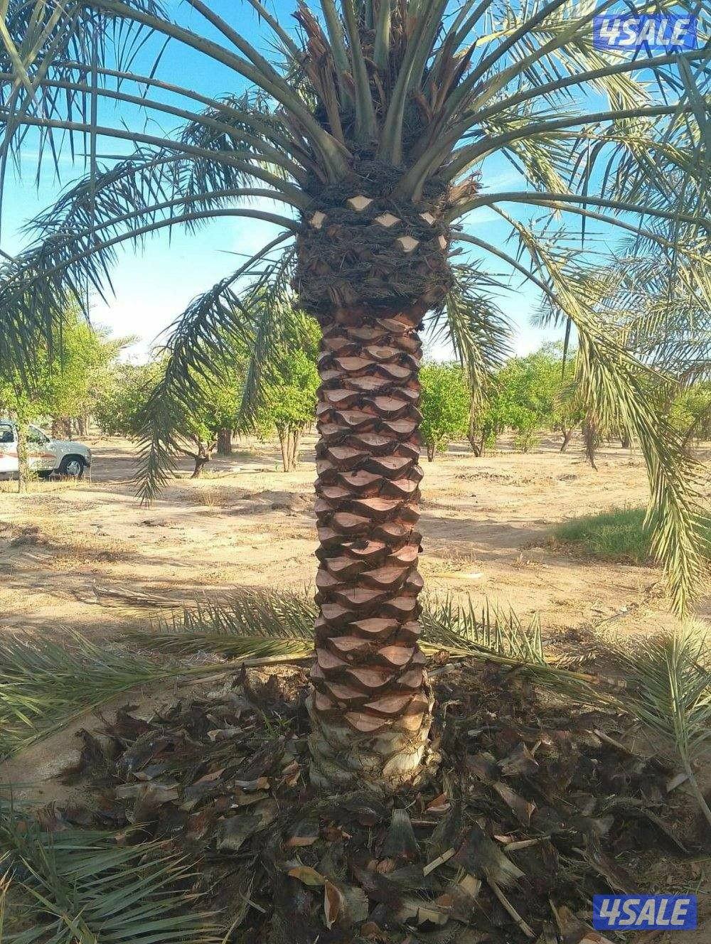 تنسيق حدائق وتنظيف وتكريب نخيل تلقيح نخيل3