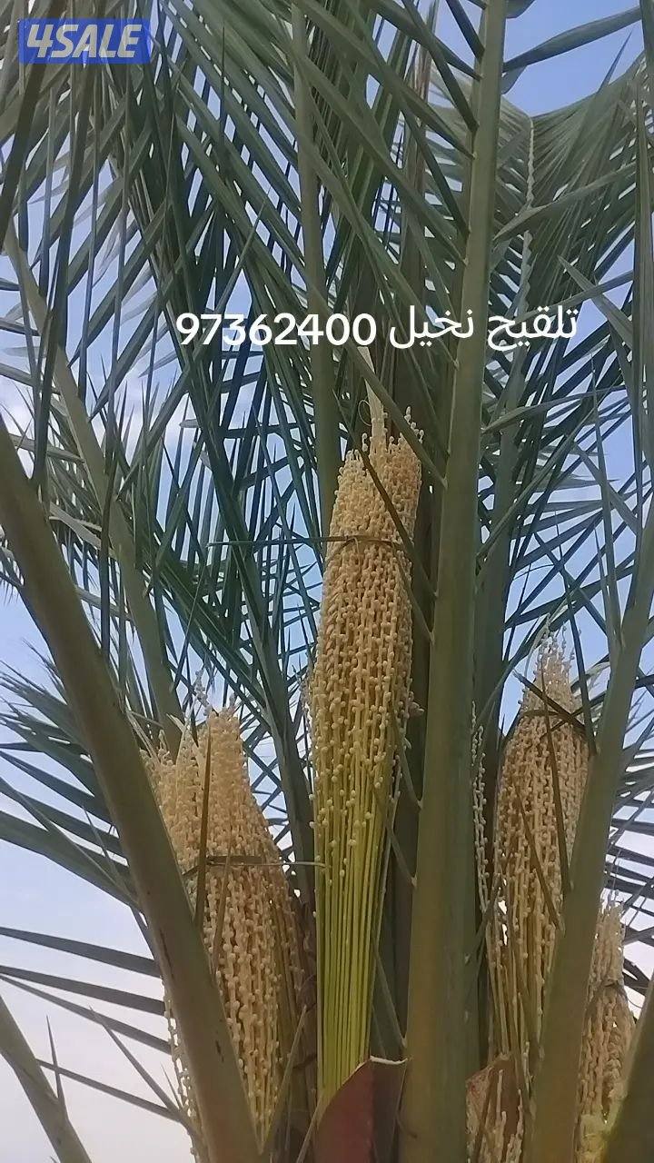 تنسيق حدائق وتنظيف وتكريب نخيل تلقيح نخيل5