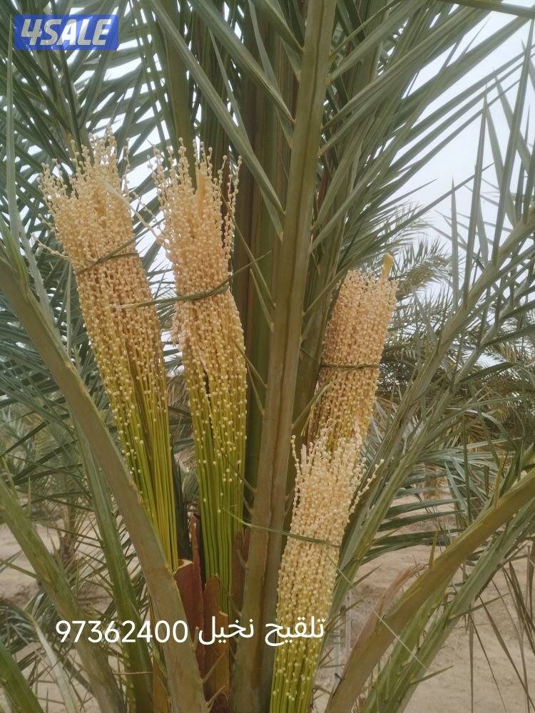 تنسيق حدائق وتنظيف وتكريب نخيل تلقيح نخيل6