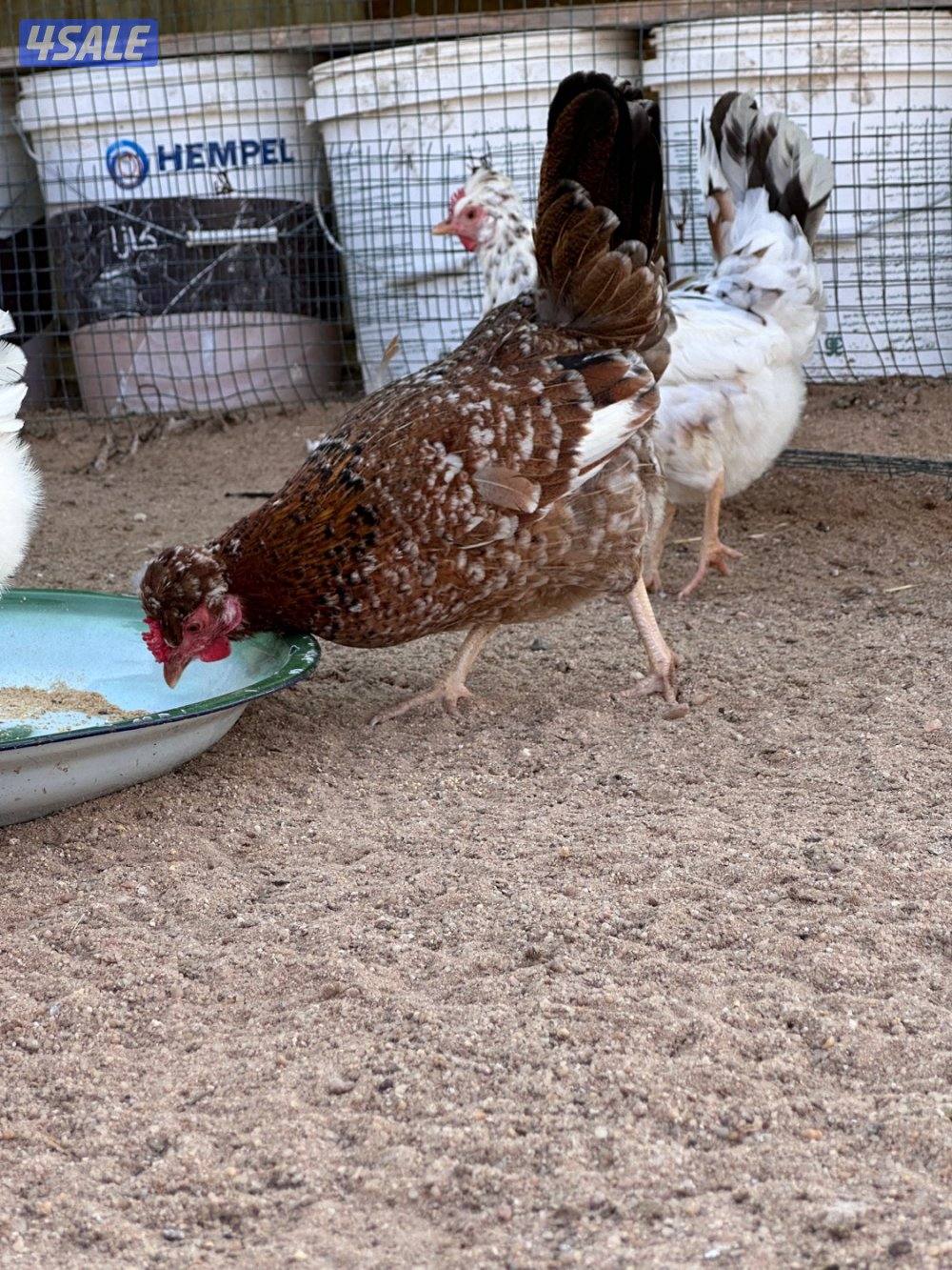 للبيع بيض عضوي عربي للفقاسه0