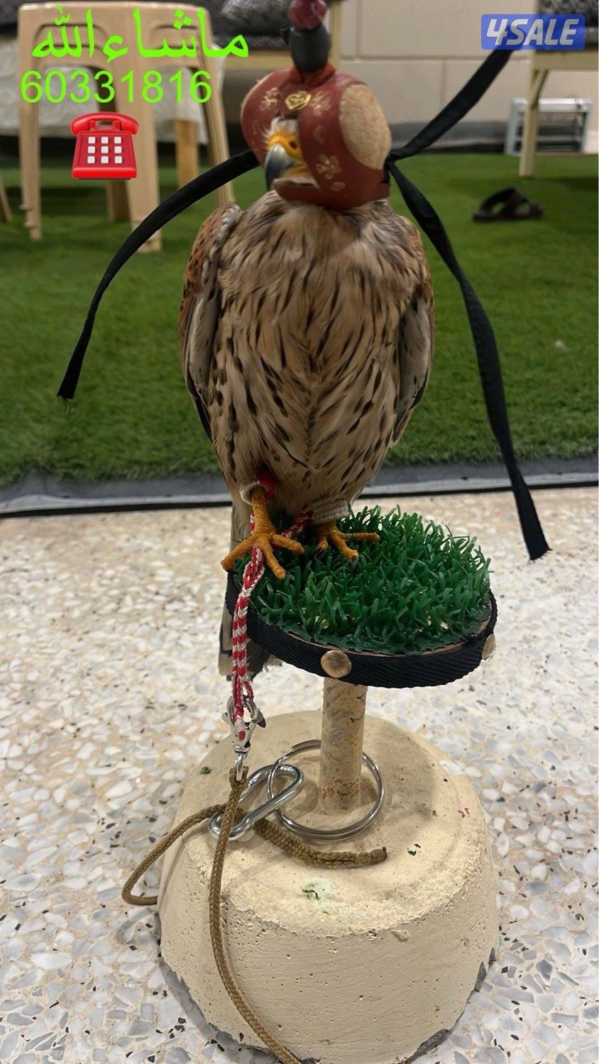 للبيع طير حر طيب1