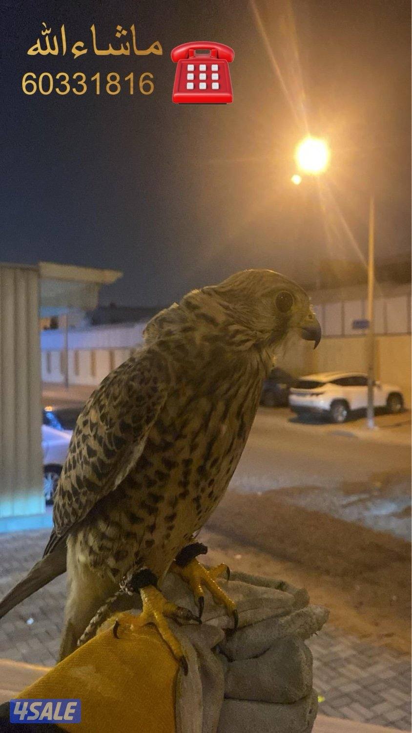 للبيع طير حر طيب6