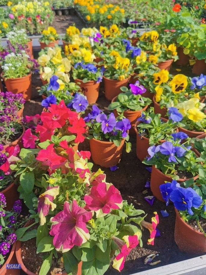 تنسيق حدائق8