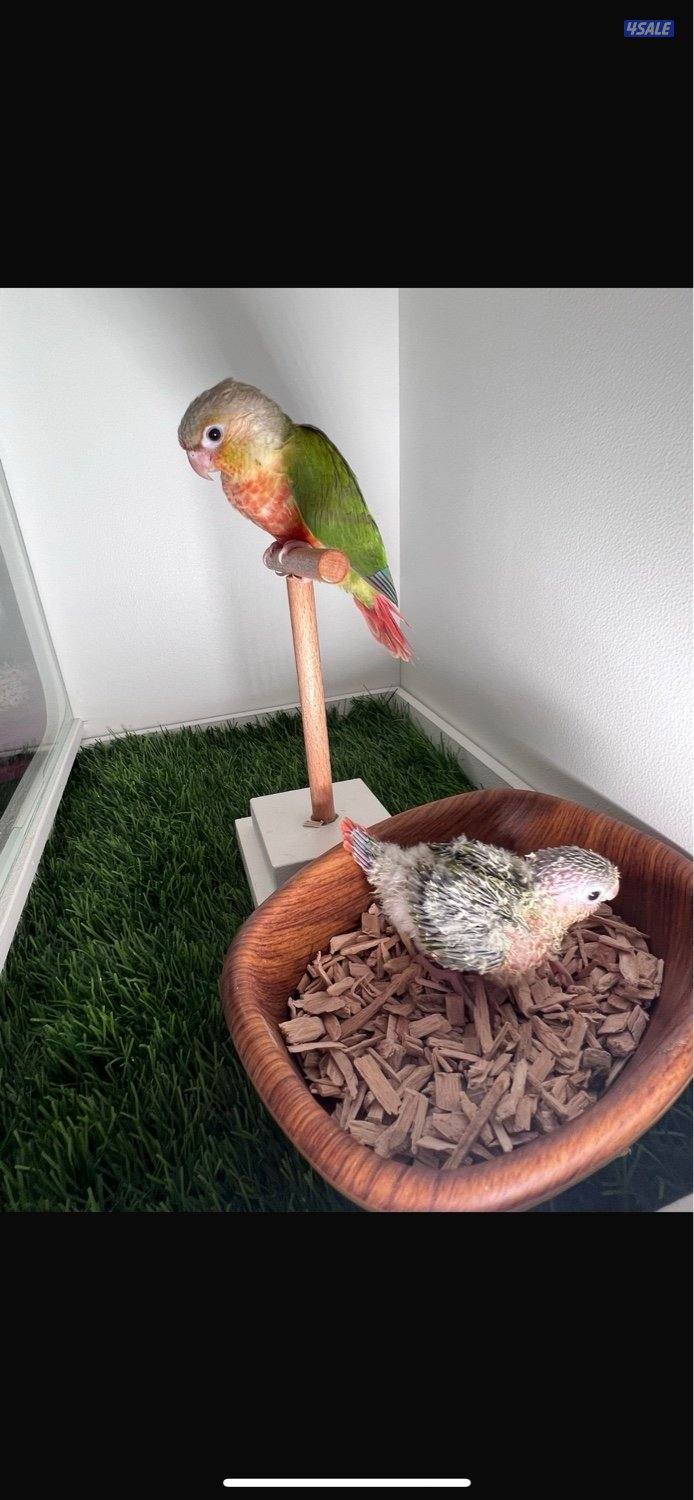 فروخ  كنيور عس1