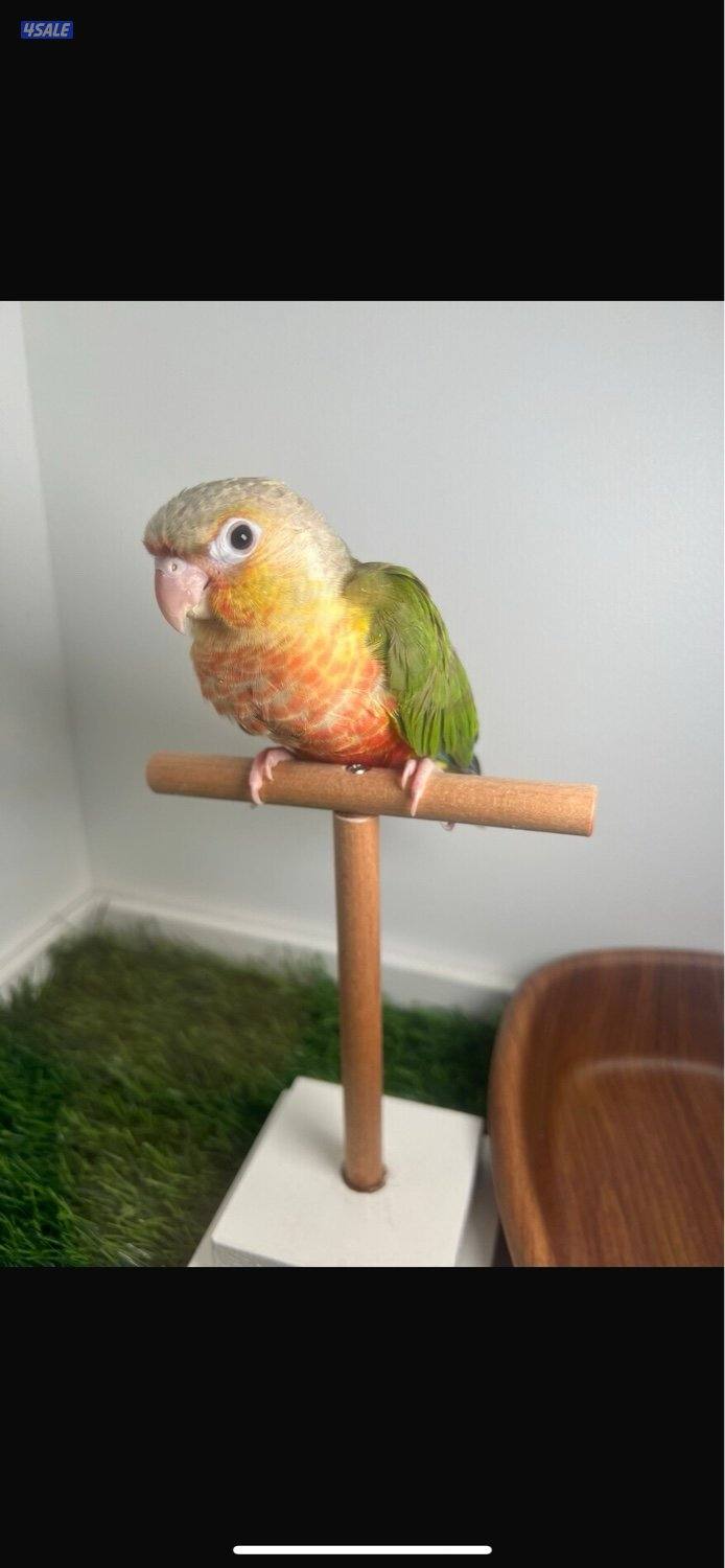 فروخ  كنيور عس3