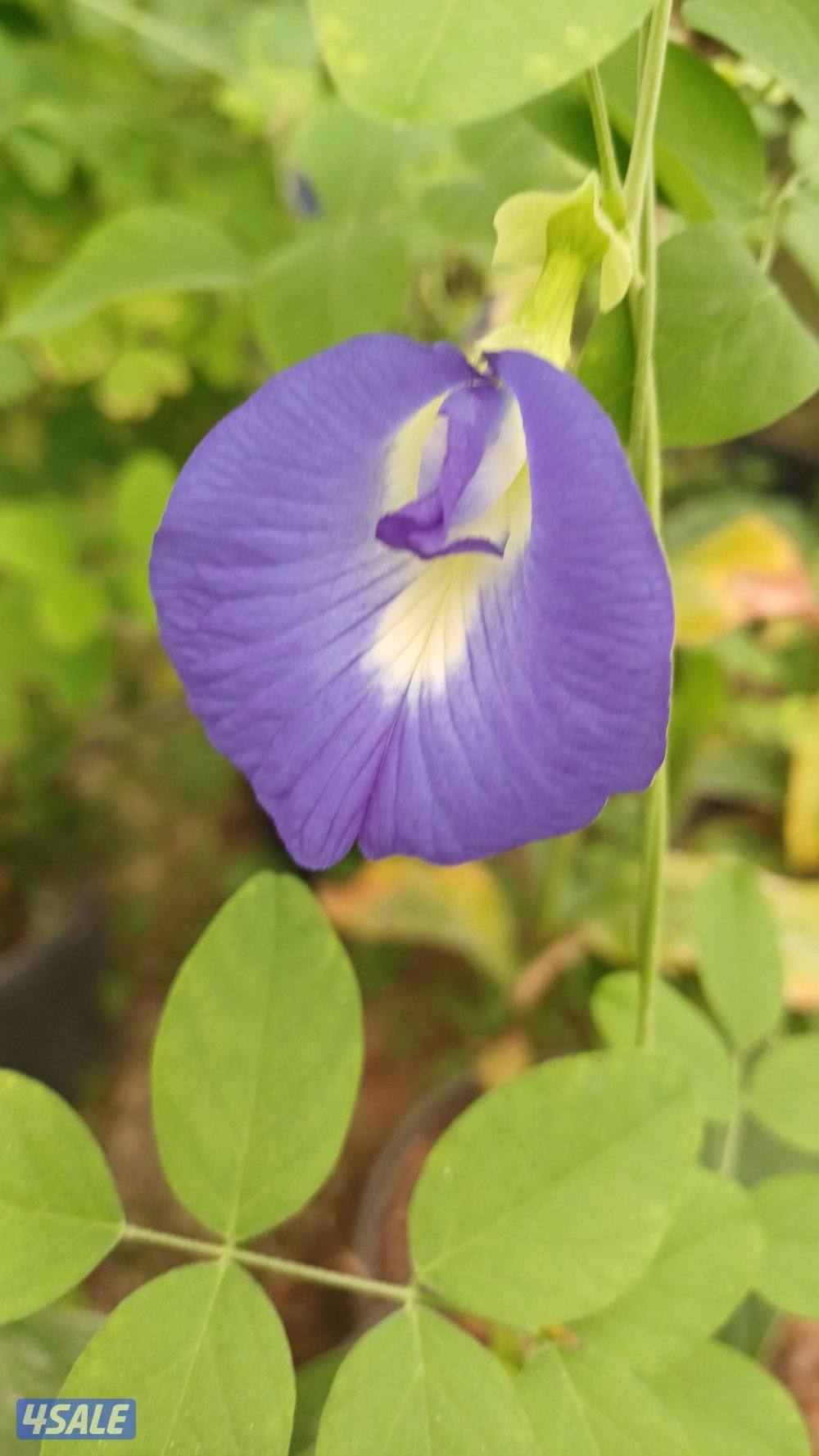 مطلوب مندوب توصيل طلبات0