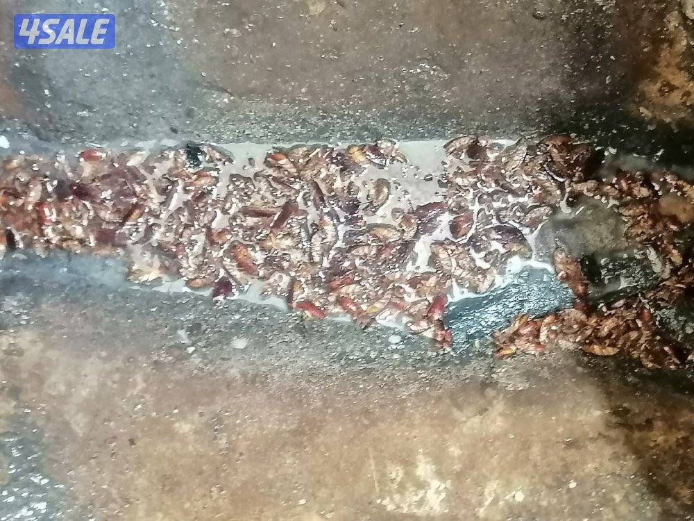 مكافحة حشرت جميع الكويت خدمات 24 ساعه1