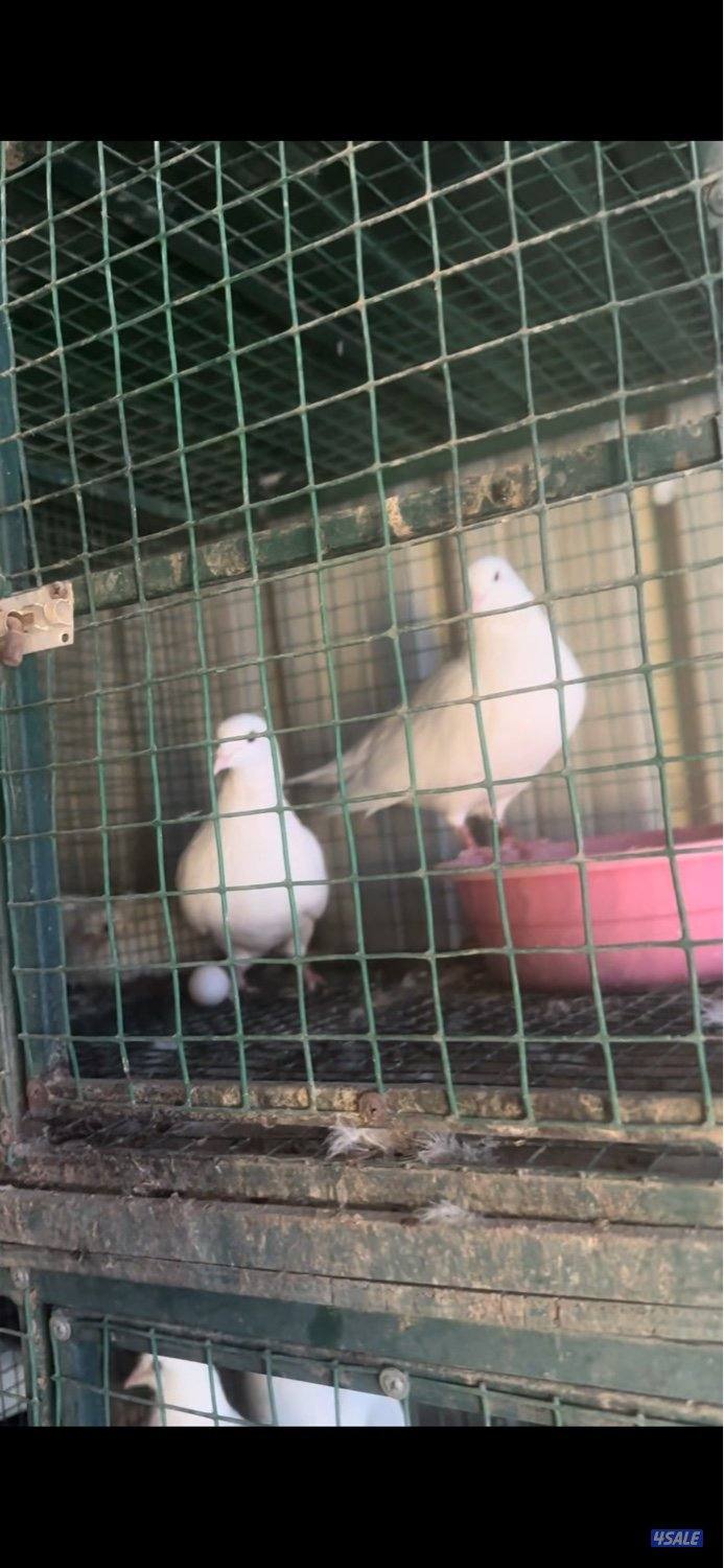 للبيع حمام لاحم جمله0