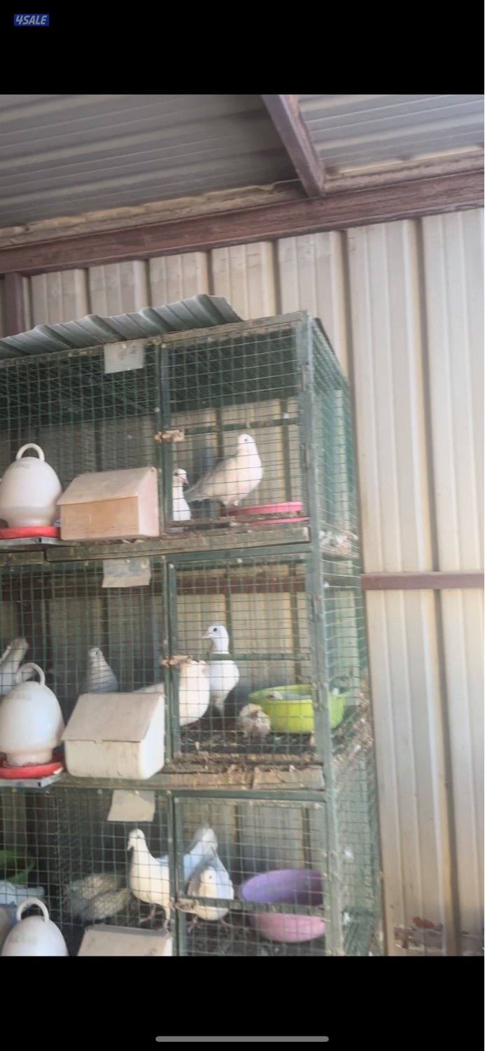 للبيع حمام لاحم جمله1