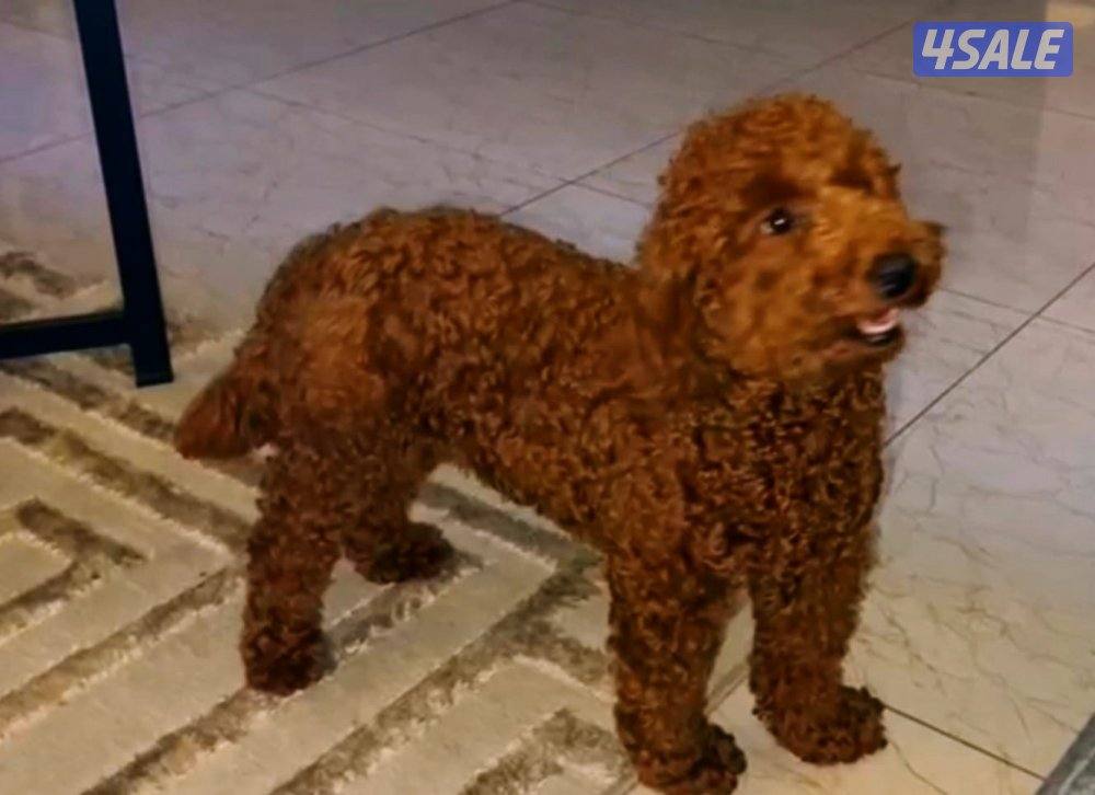 Poodle In Korean Korean Poodle- Female -1year Old -rabies