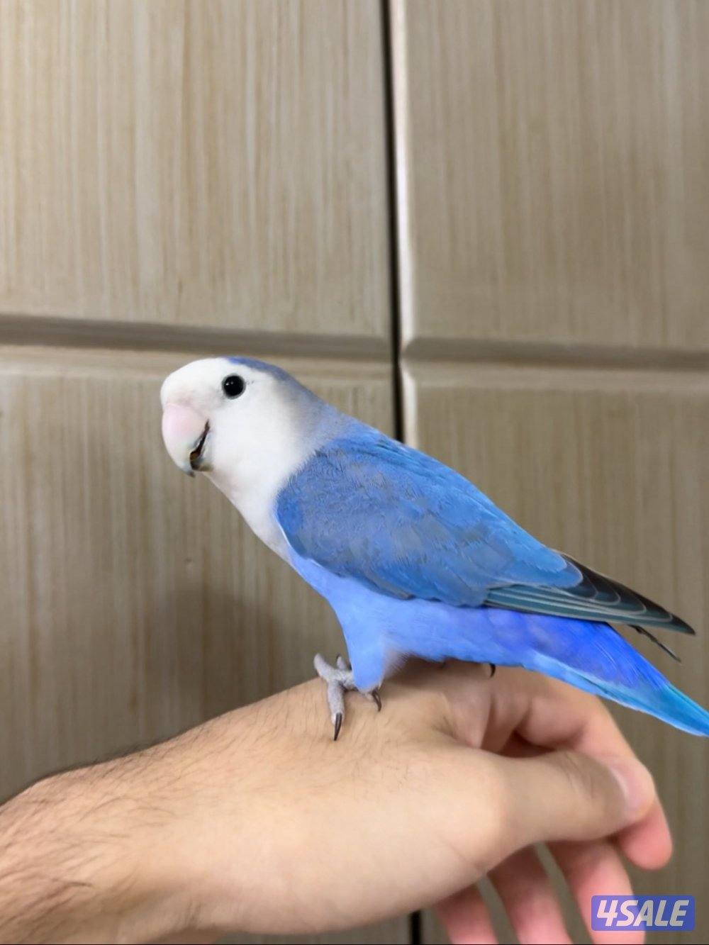 لوف بيرد ربوة1